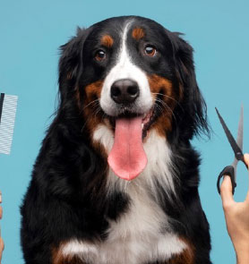 Pet Care